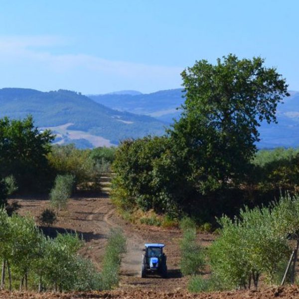 azienda-agricola-guastini