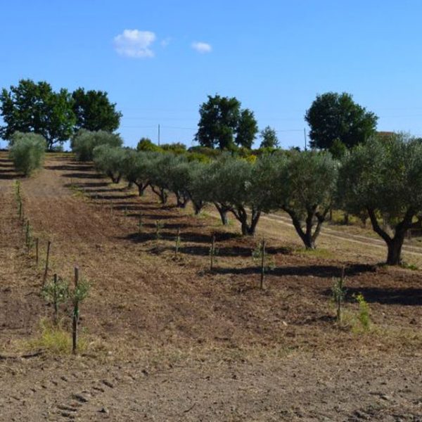 olive-oil-bio-pitigliano